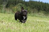 BOULEDOGUE FRANCAIS 091